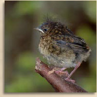 Robin chick